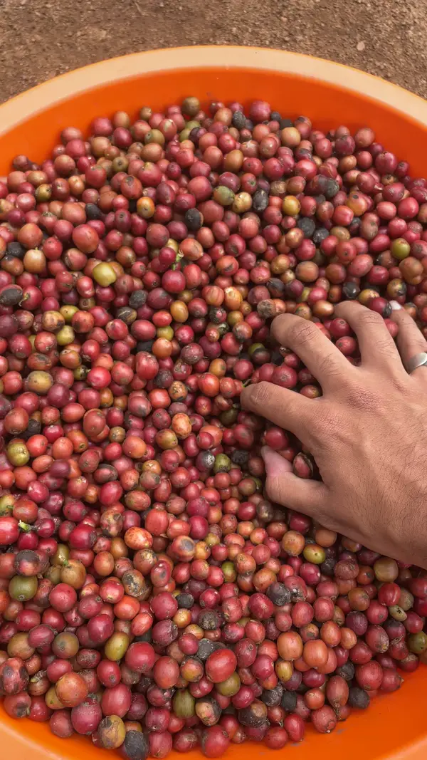 A hand resting in a basin full of freshly picked red and yellow coffee cherries