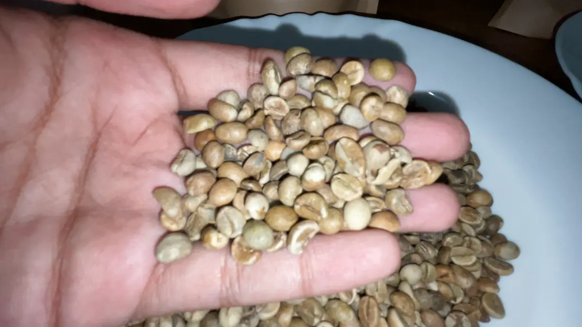 A hand holding a heap of hulled green Robusta beans over a plate of more beans