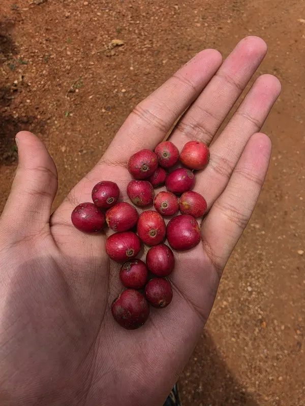 An open hand holding a few ripe red coffee cherries over red soil